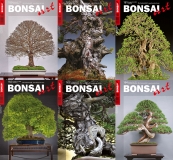 BONSAI ART Jahrgang 2020