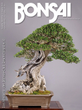 BCD BONSAI 182