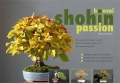 Bonsai Shohin Passion